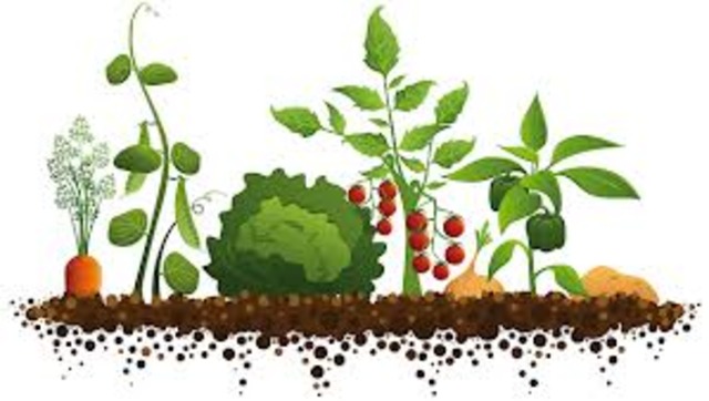 Harvest plants, turn animals into meat