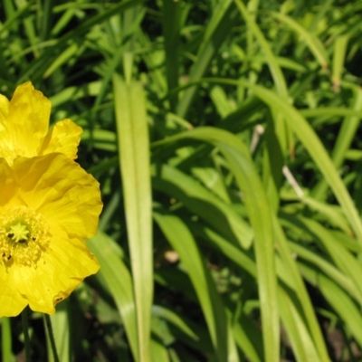 Timeline: Sireti portfoolio