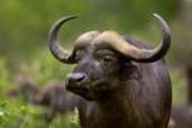 Domestication of the Buffalo