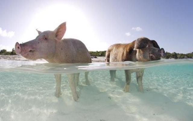 Bay of Pigs