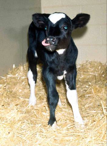 The day our first calf was born