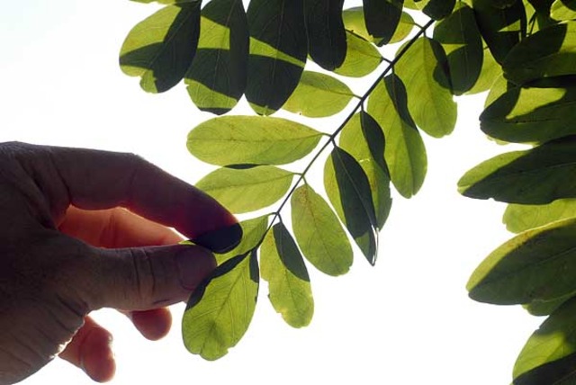 Continues to Transition at UW