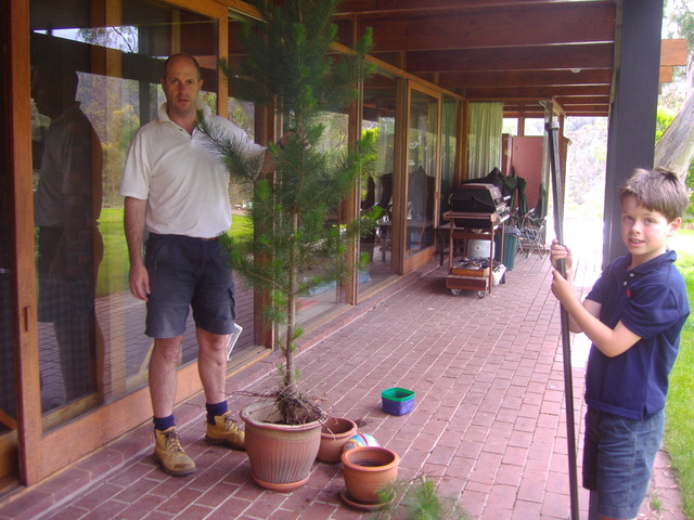 FIRST LIVE HOME GROWN CHRISTMAS TREE