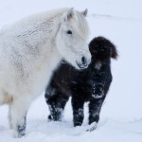 Ravnkel Frøjgodes saga