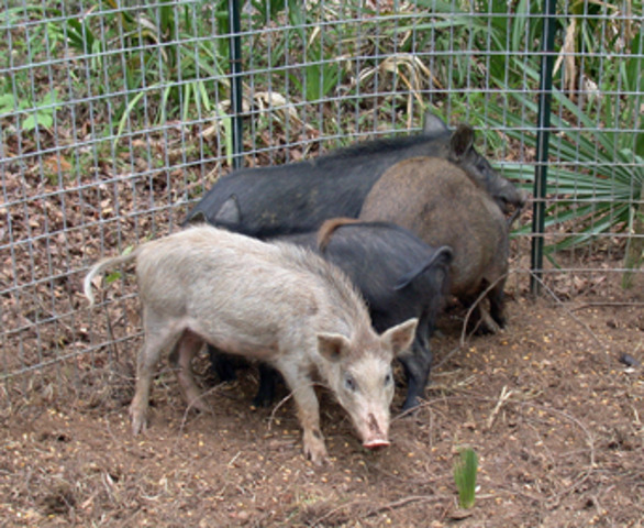 Punishment for hog stealing.