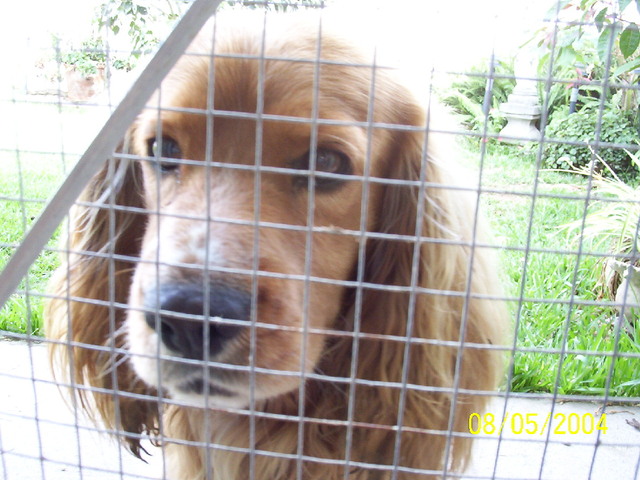 Que Descanses en Paz mi buen amigo  T_T