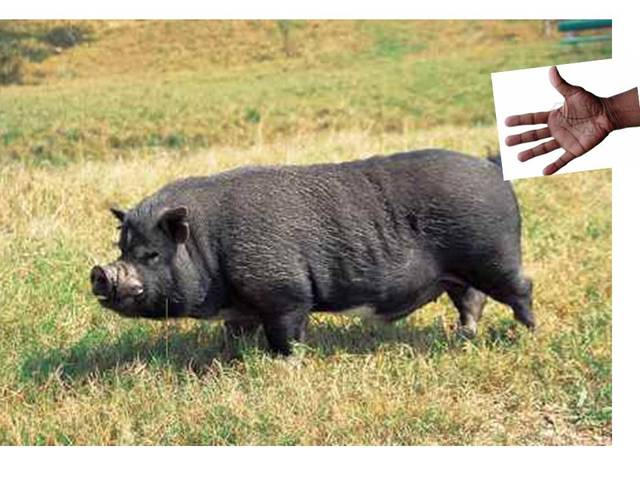 Hog Stealing part two