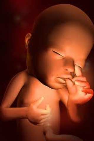 week 15 of pregnancy