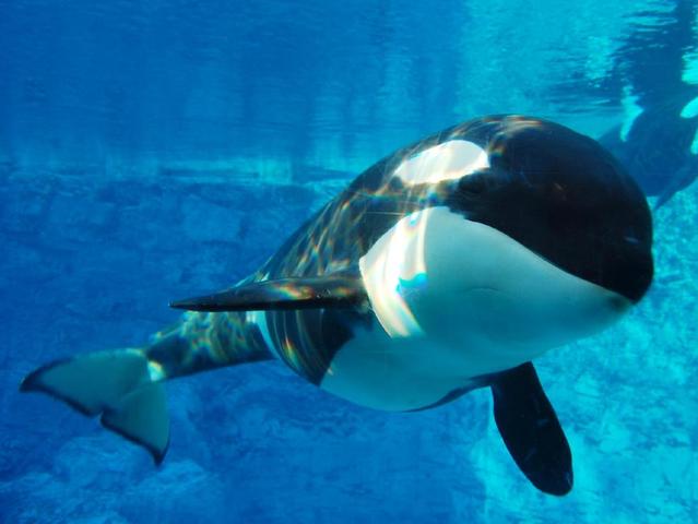 First time I saw a killer whale