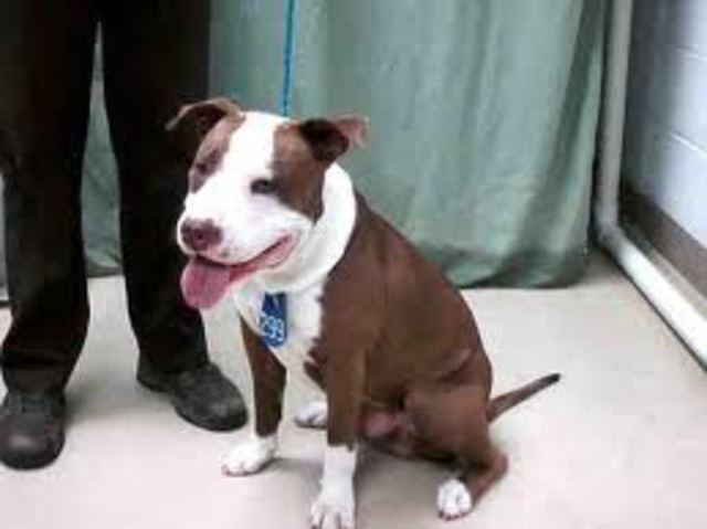 I got my new pitbull