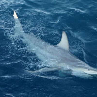 Timeline: killer shark. man EATER