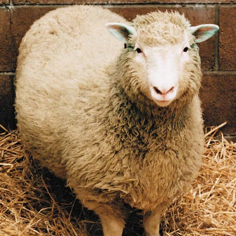 Sheep is cloned