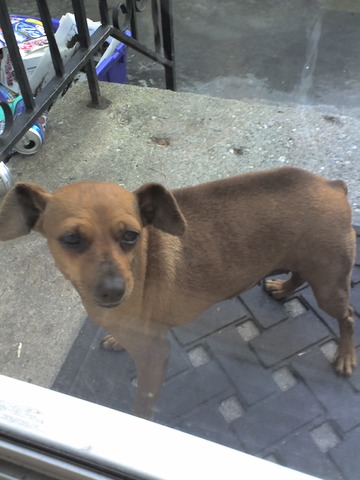 ’ai en une chienne qui s’appelle Cookie. Elle est morte pendant mes vacances d’été.