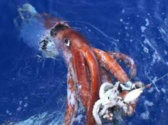 Adult Giant Squid Caught on Film