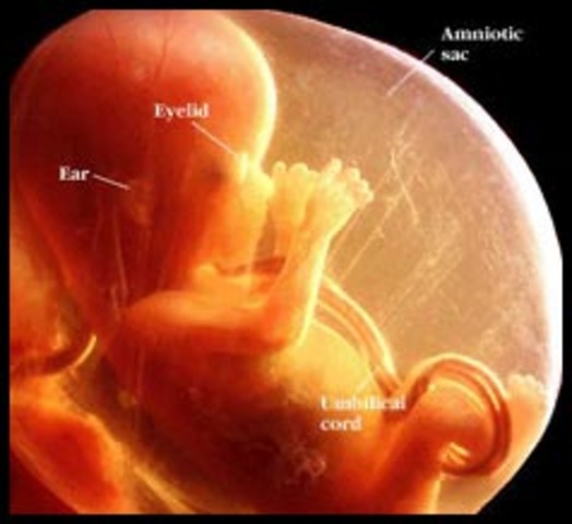 Fetal stage