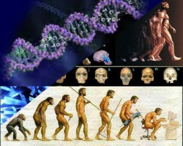 El origen del hombre, y la selección en relación al sexo