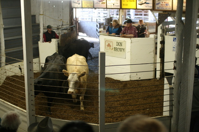 First Cow Auction