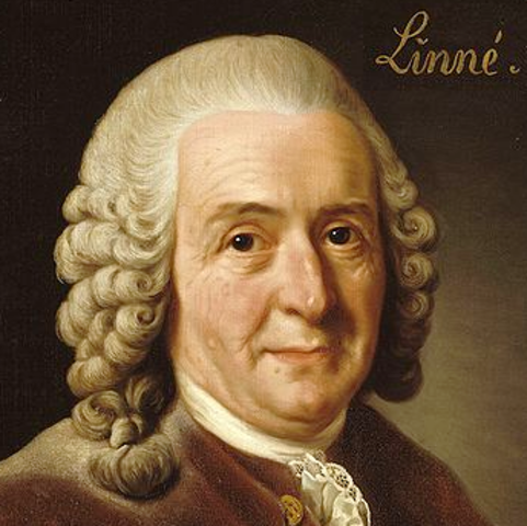 Carlos Linneo
