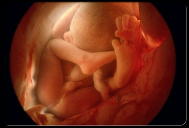 Baby development week 12