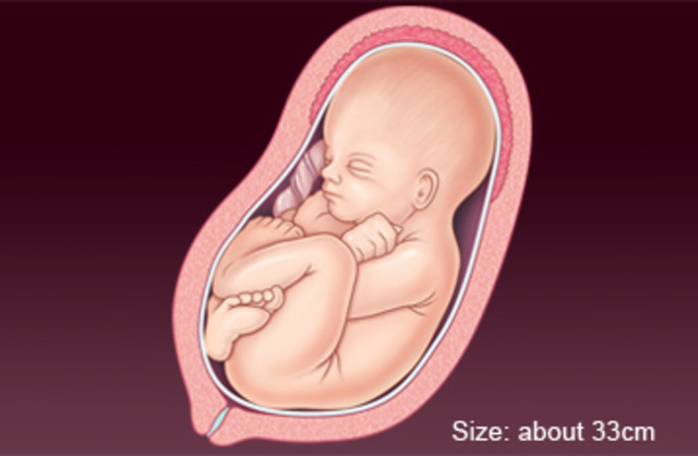 Baby developoent week 15
