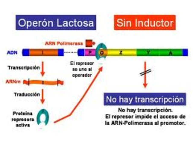 Jacques Monod y François Jacob