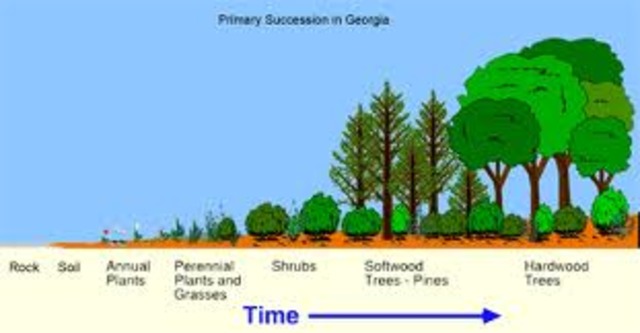 Primary Sucession