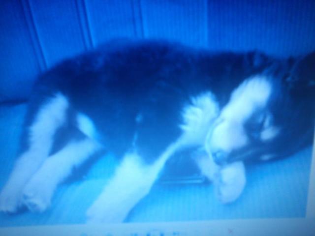 i got my first puppy