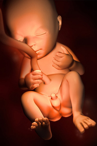 Fetus development week 20