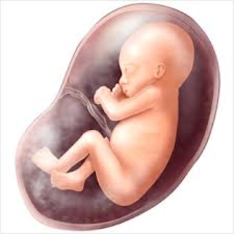 Fetus development week 25