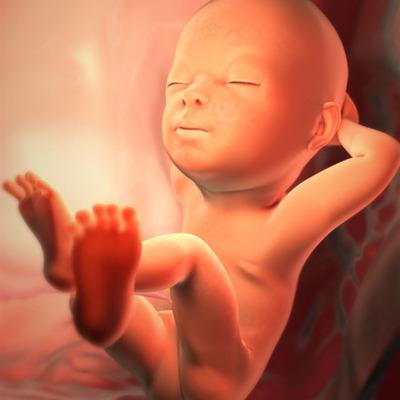 Timeline: Fetal Development