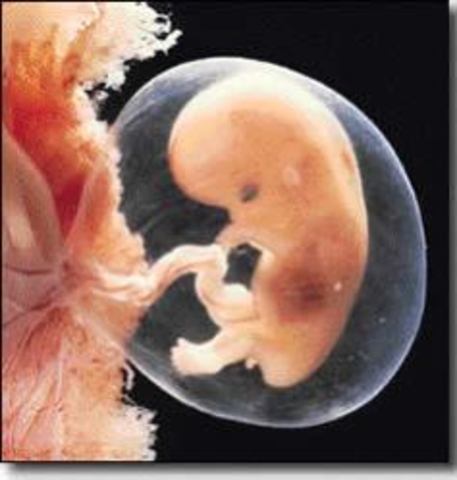 Week 7  Starts to look like a Baby