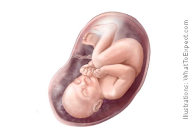 Week 35  Wont be long now.