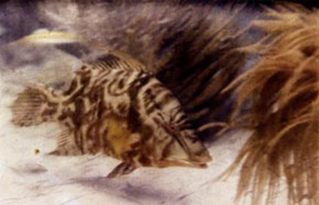 First Underwater Colour Photo