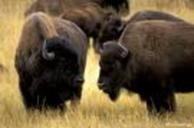 Domestication of Buffalo