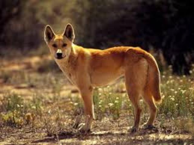 Coronor finds Dingo took Azaria