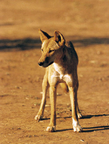 Mr.Cole claim he shot a dingo and found Azaria in it's jaws