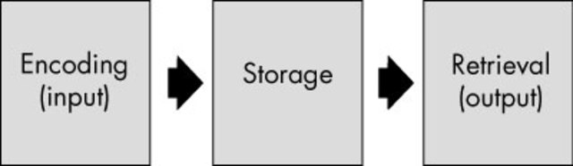 Toddlerhood- Information-processing approaches