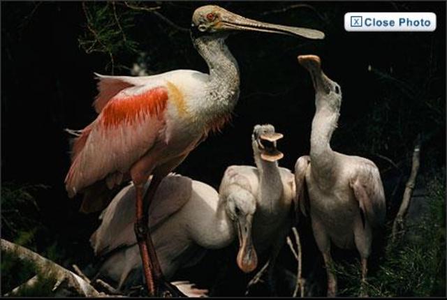 First magazine printed all in colour