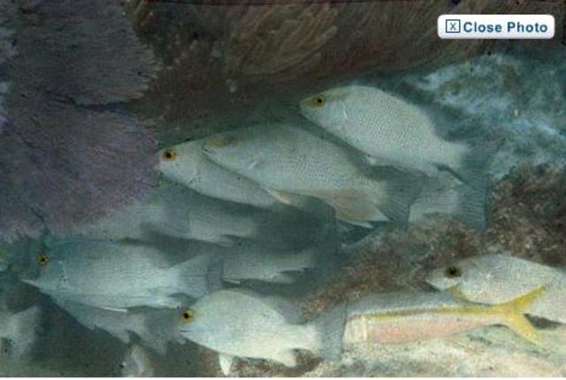 The First Under-Water Colour Photo