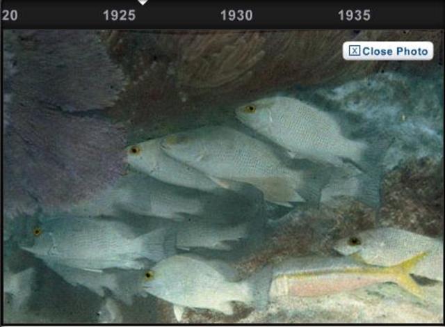 The first under-water colour photo