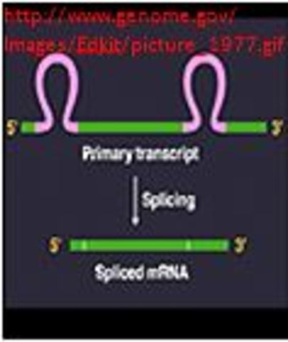 Discovery of Introns