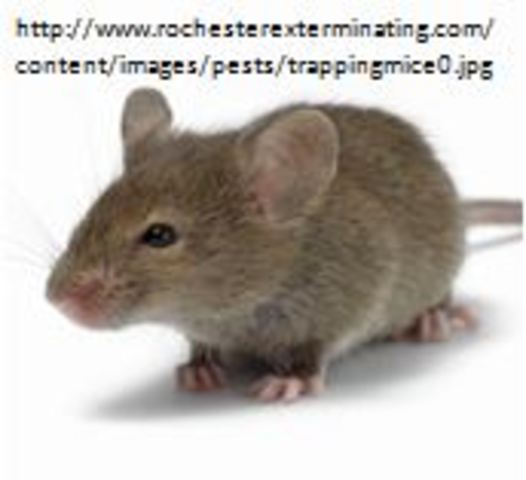 First Transgenic Animals