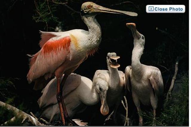 first magizine with everything in colour