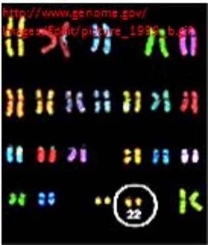 First Finished Sequence of a Human Chromosome