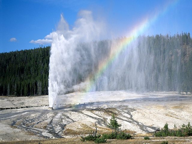 Mi familia y yo anduvimos a Yellowstone en Montana y Wyoming.