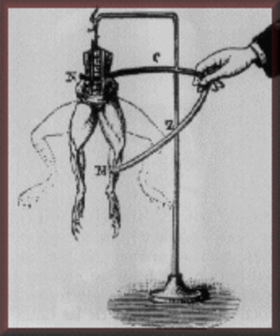 ELECTRICIDAD Y ORGANISMOS VIVOS
