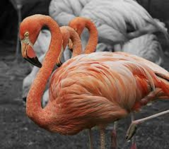 Miré muchos animales en al zoológico.