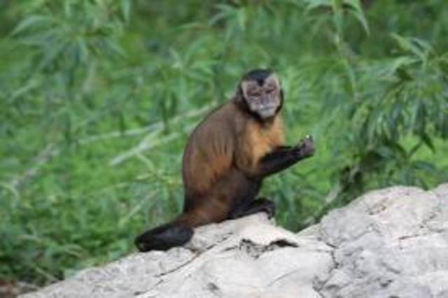 Tomé fotos de animales en al zoológico.