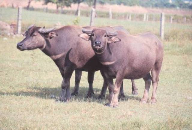 Domestication of the buffalo
