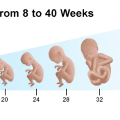Timeline: Fetal Development
